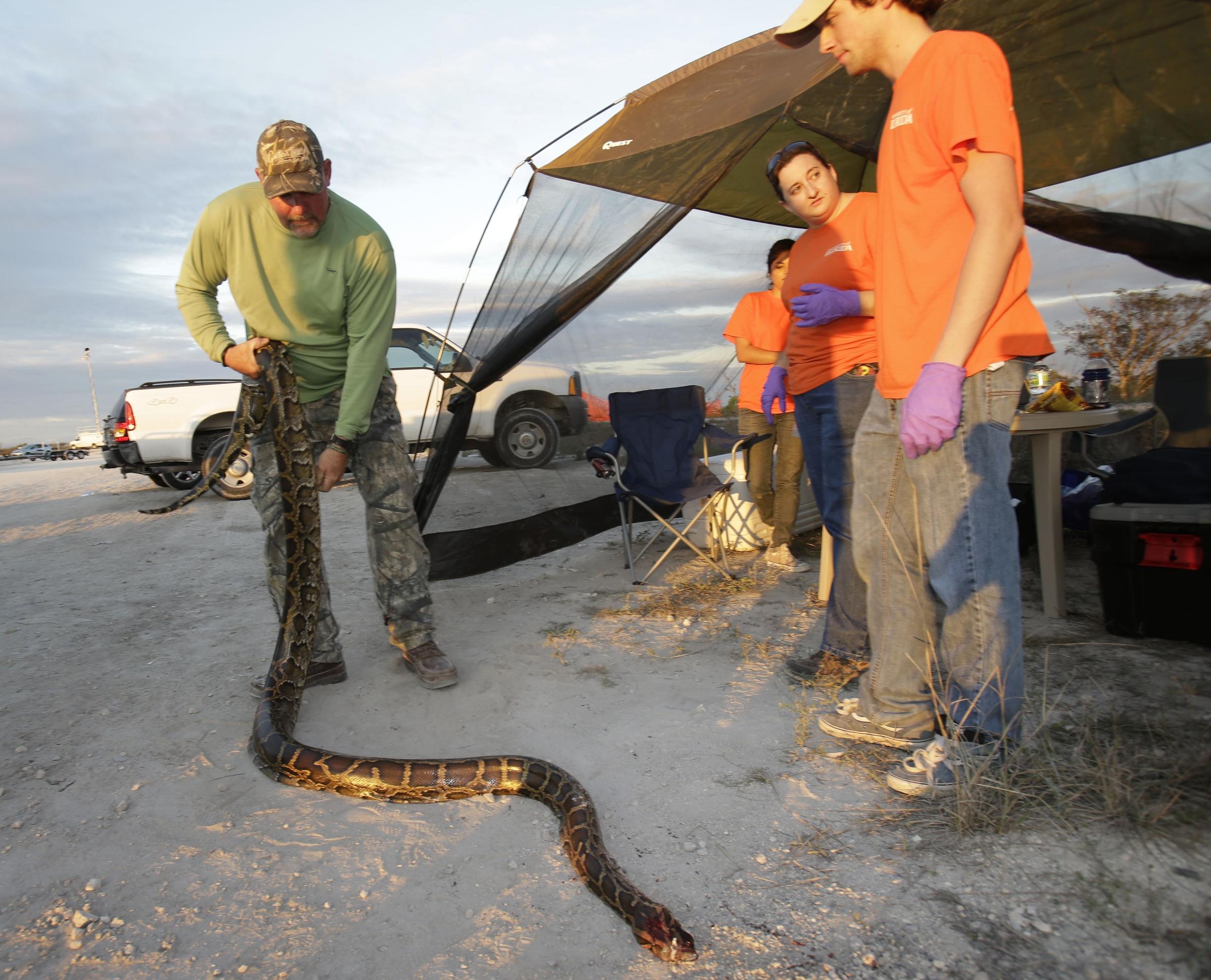 what happens to pythons caught in florida